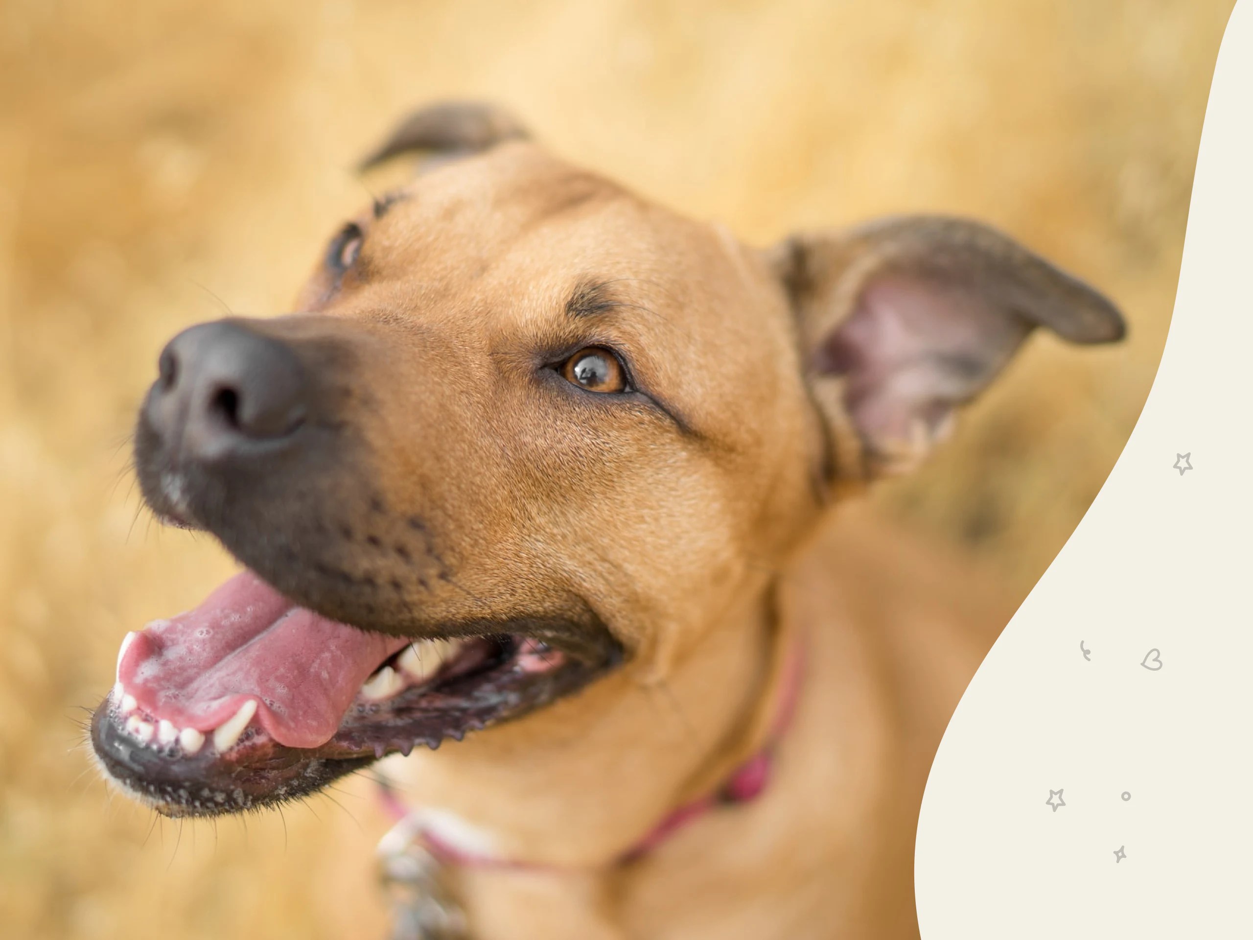 Mountain cur dog breed profile